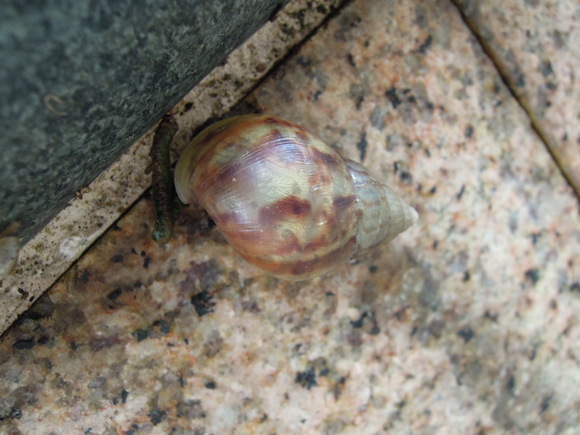 外来種の侵入が、元々生息していた寄生虫の感染リスクを増加させるプレスリリース東邦大学