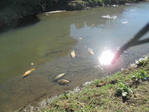水質汚染・土壌汚染を防ぐために私たちにできること