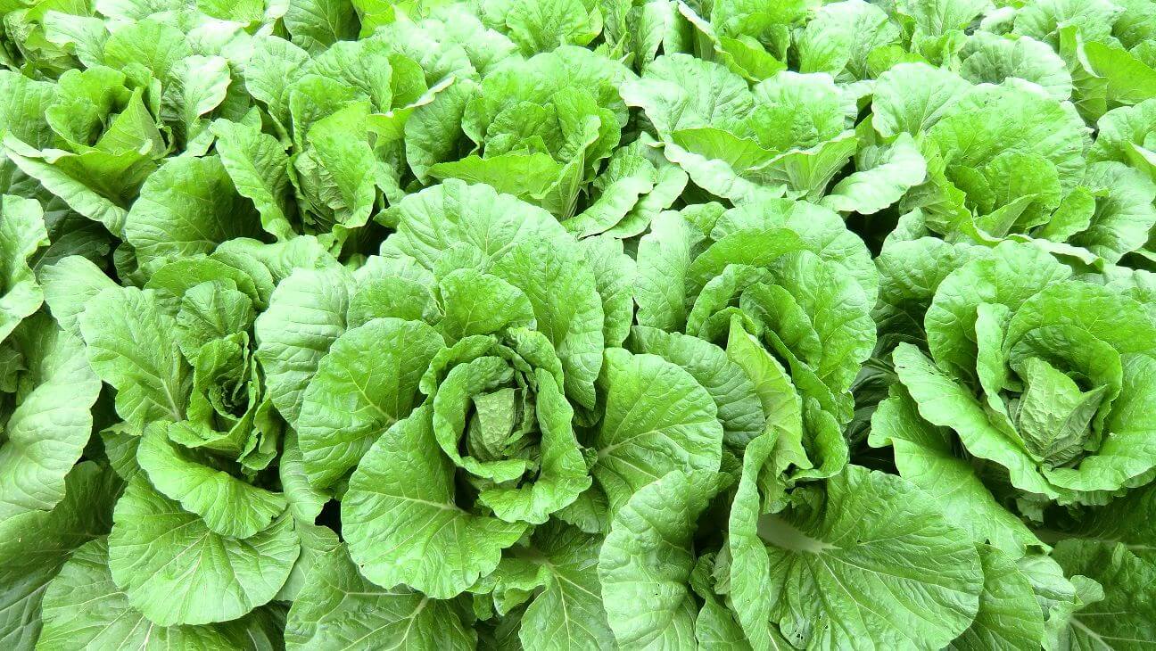 白菜の表面に黒い点々を見つけたら「そうだったのか！」「初めて知った」 – grapeグレイプ