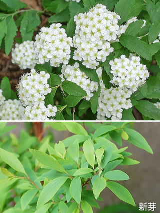 小手毬 コデマリ の特徴と飾り方手毬のように小さな白い花をつける枝もの