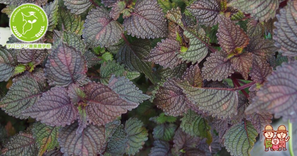 ペットボトルで簡単大葉栽培