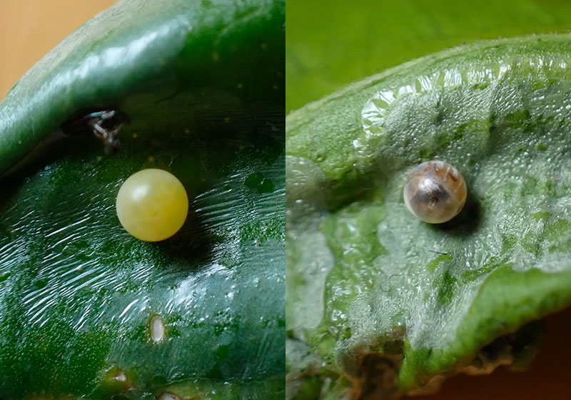 アゲハの一生 卵～幼虫～蛹～成虫 、観察記録