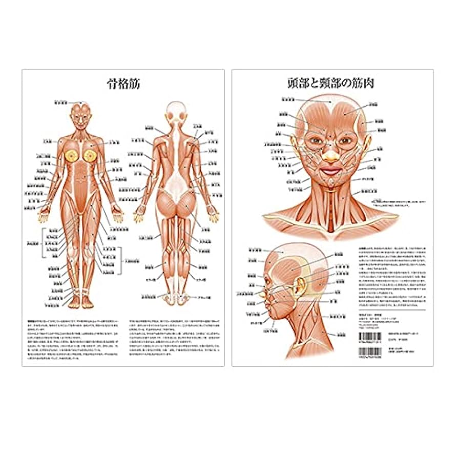 筋肉図のイラスト素材 - PIXTA