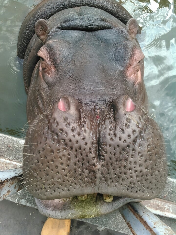 天王寺動物園：カバの歯磨き 洗車用ブラシで入念に写真特集6 7毎日新聞