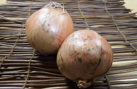玉ねぎの病害虫対策！ 農薬は生育時期にあわせた使用が鉄則