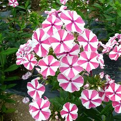 フロックス・ビフィダの一覧🍀GreenSnap グリーンスナップ