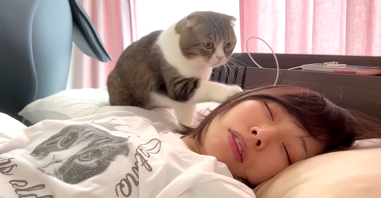 青たんのふて寝 - 猫とビー玉