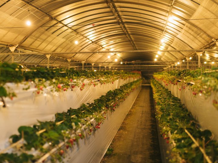 ひょうごの「地域の食べ物」資料集