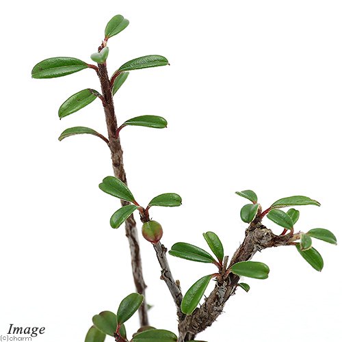 白紫檀・小品盆栽仕立て５号日本ライン花木センタ