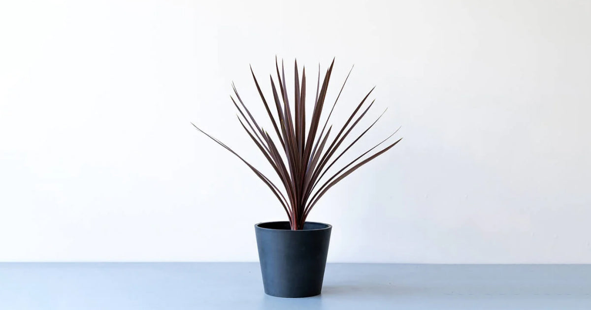 コルディリネ・レッドエッジHITOTOKI by MAKIMO PLANT