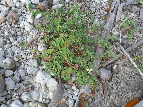 コニシキソウを完全に駆除！二度と発生させないポイントは「アリ駆除」お庭110番