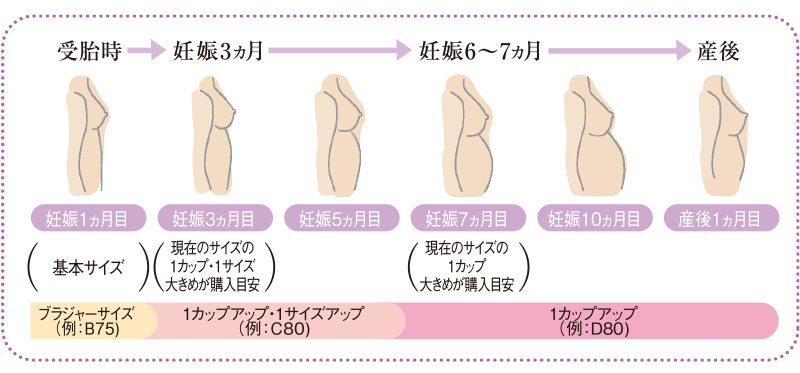 平均で本当に２カップアップ？: 石塚あゆみのB-UPガールズプログラムでバストアップ体験記