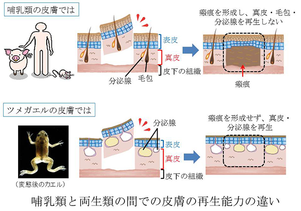 北海道の庭に定着したエゾアカガエルシート池と水槽で観察した卵と幼体の上陸まで北海道ガーデニング