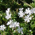 楽天市場 宿根フロックス 'ダビット' : おぎはら植物園