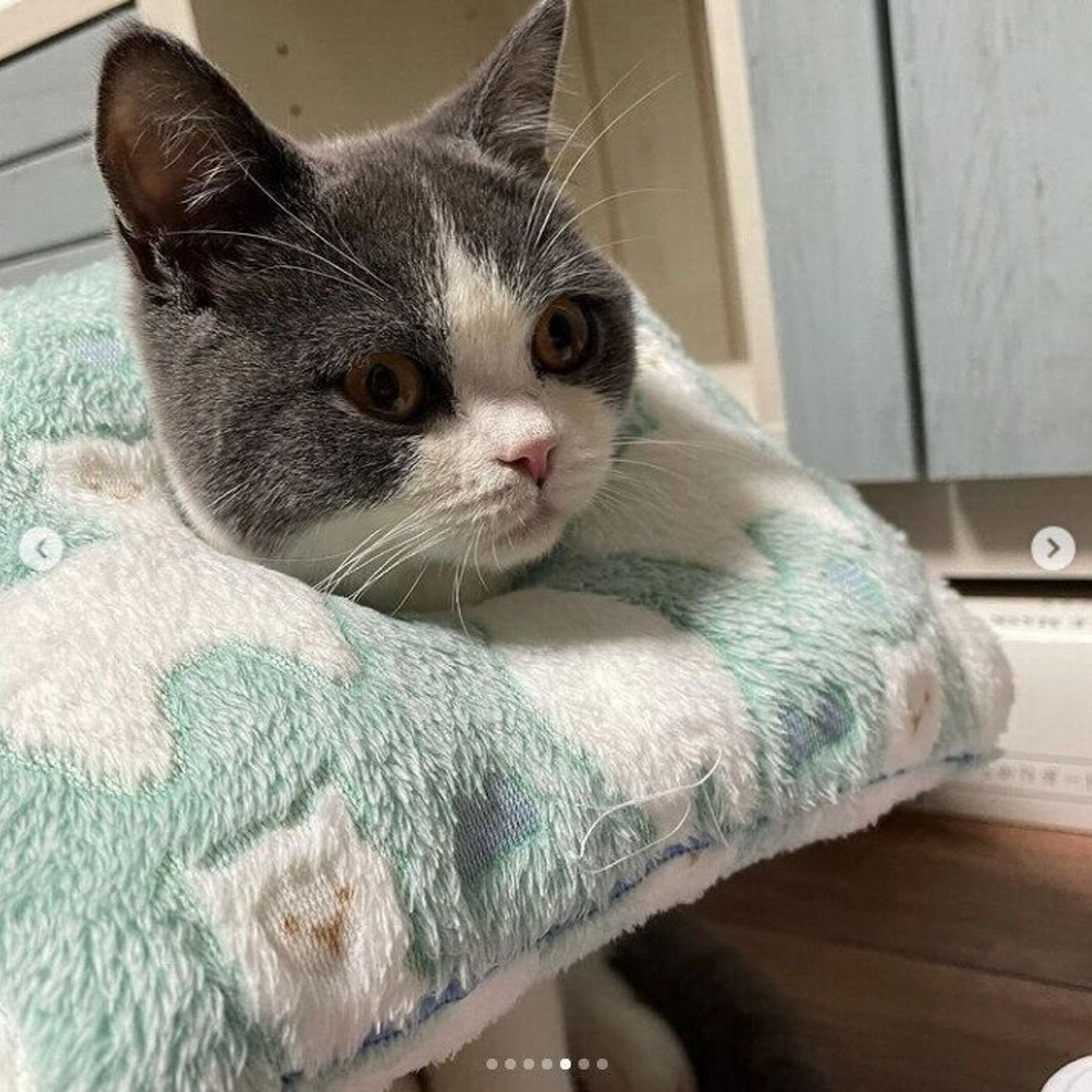 犬のエリザベスカラーをDIY！手作りするための方法をご紹介！mofmo