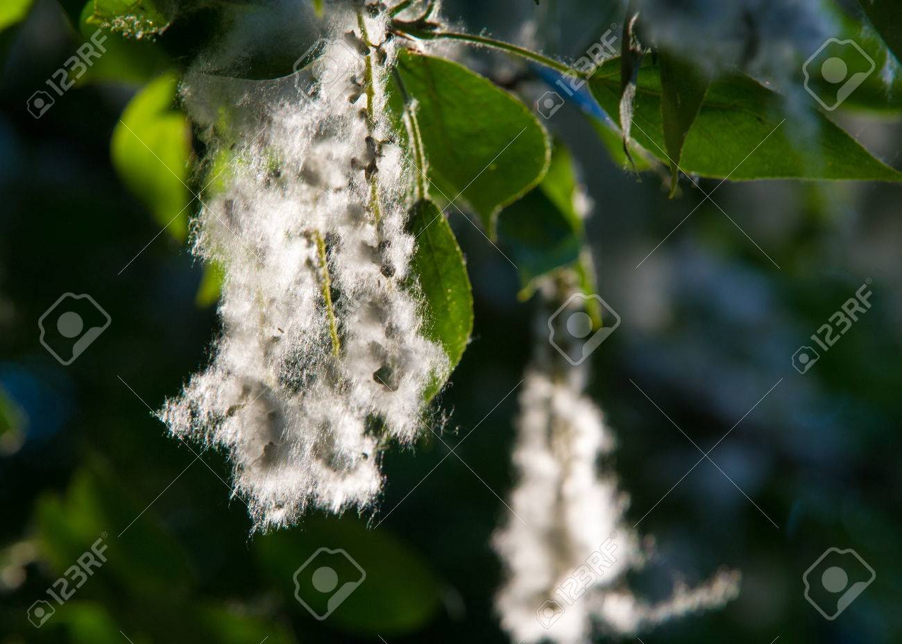 ポプラのタネこぎつねさんぽに出かけよう