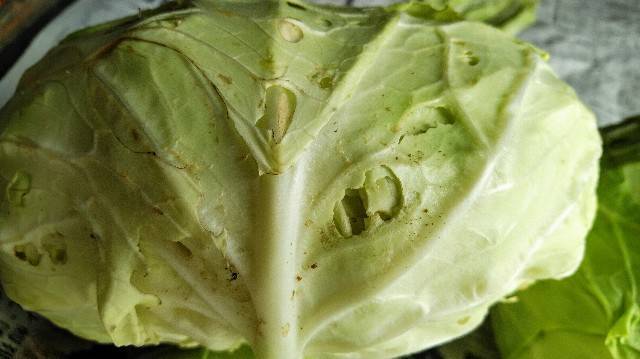 切ってから洗うのはNG。「キャベツ」に潜んだ虫や土を取り除く“ただしい洗い方”