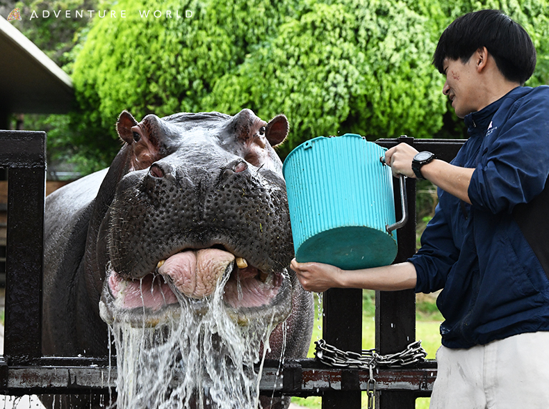 モンスイユ カバ ゴシゴシパペット ぬいぐるみ 歯磨き 歯ブラシ 歯磨き練習 歯磨き指導 虫歯予防 保育教材おままごとYahoo!フリマ 旧PayPayフリマ