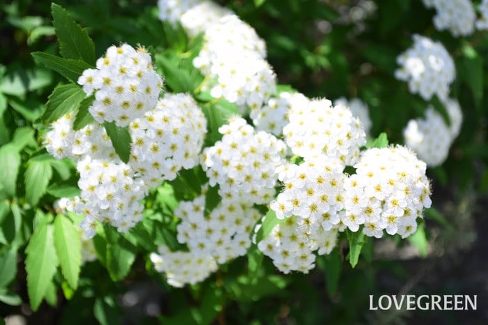 コデマリ 新・花と緑の詳しい図鑑