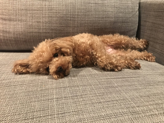 老犬の寝ているときの呼吸が早い・異常か判断するポイントと考えられる原因を解説 - petan