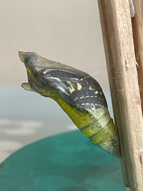 モンシロチョウの羽化をみるためには？ 休眠サナギの目覚め自然体で自然志向 be oneself