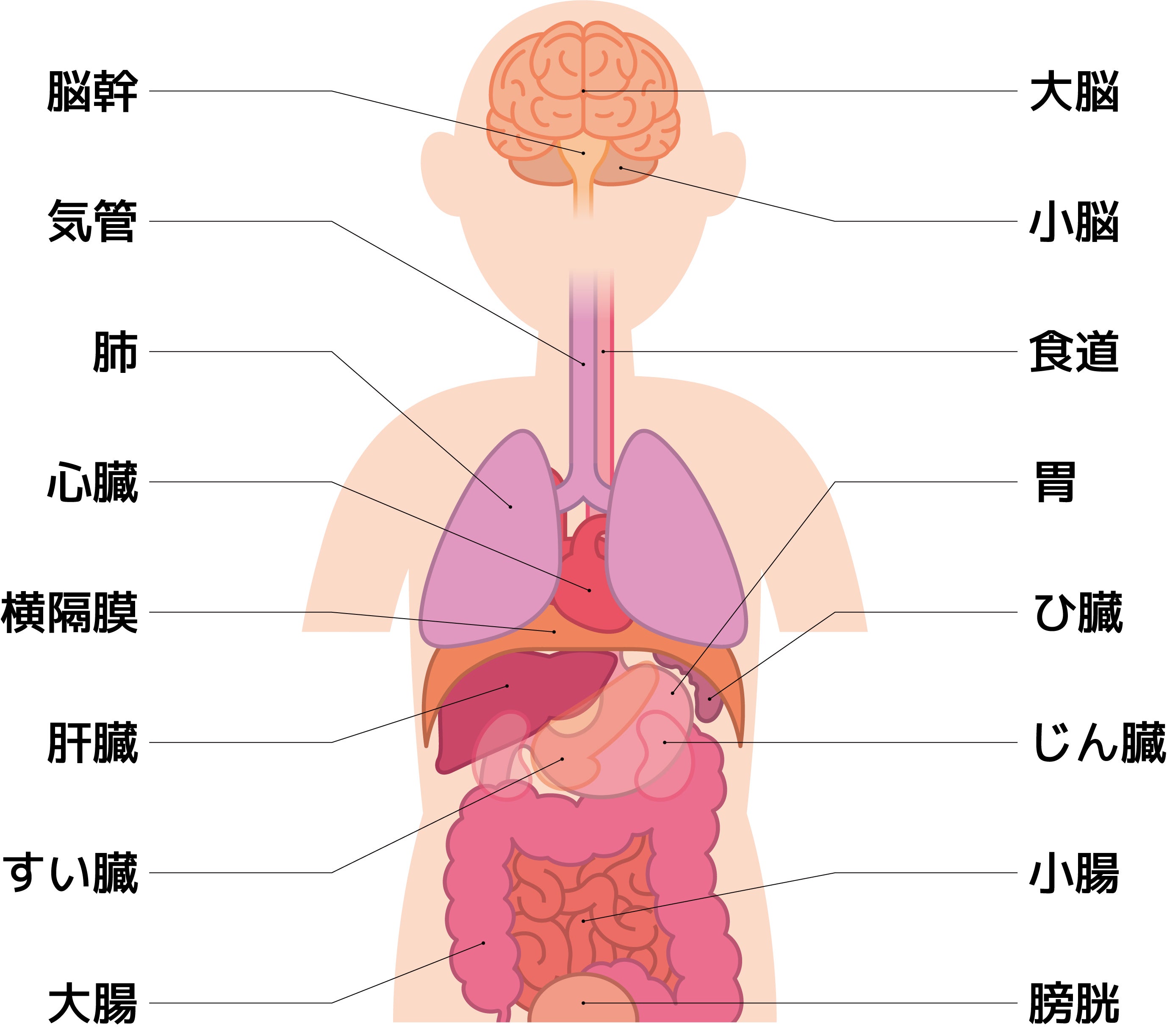 臓器の働き医療法人社団 玲瓏会 金町中央病院