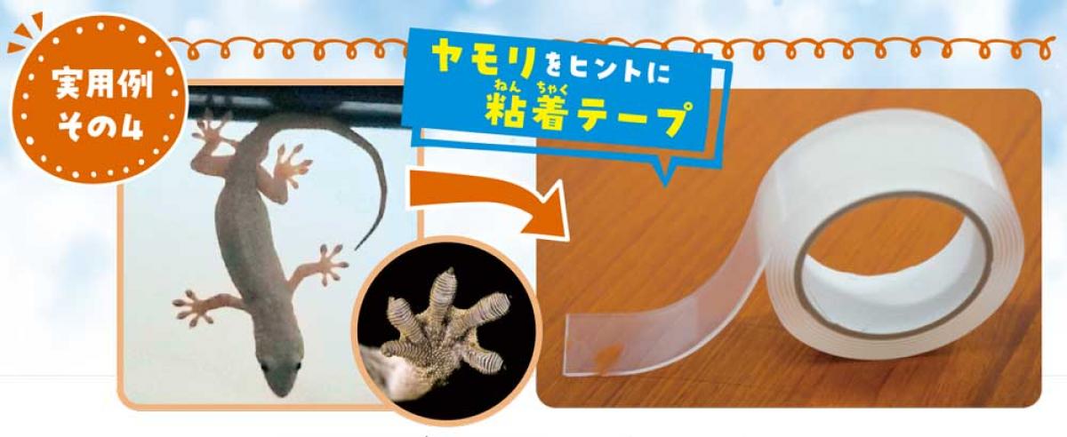 ヤモリ：くーまるウォッチング