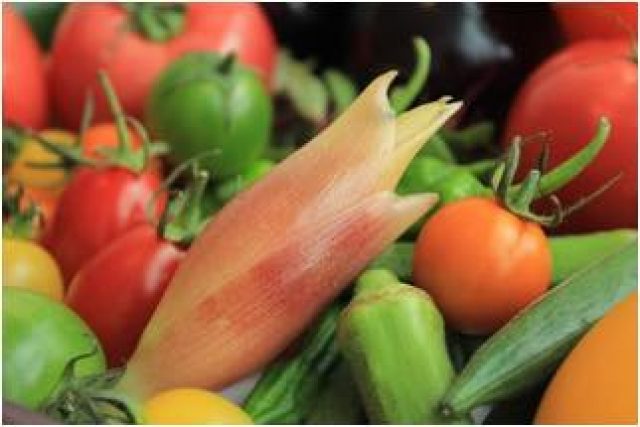 夏茗荷始まりました みょうが大大大好きな副園長です 「茗荷食べすぎると物忘れが 」って聞きます だからかー 明日は個人宅配ですお豆腐も一緒に頼まれている方は 保冷剤入りの箱のご用意お願いします土の子農園東白川栽培時無農薬無化学肥料宅配野菜茗荷