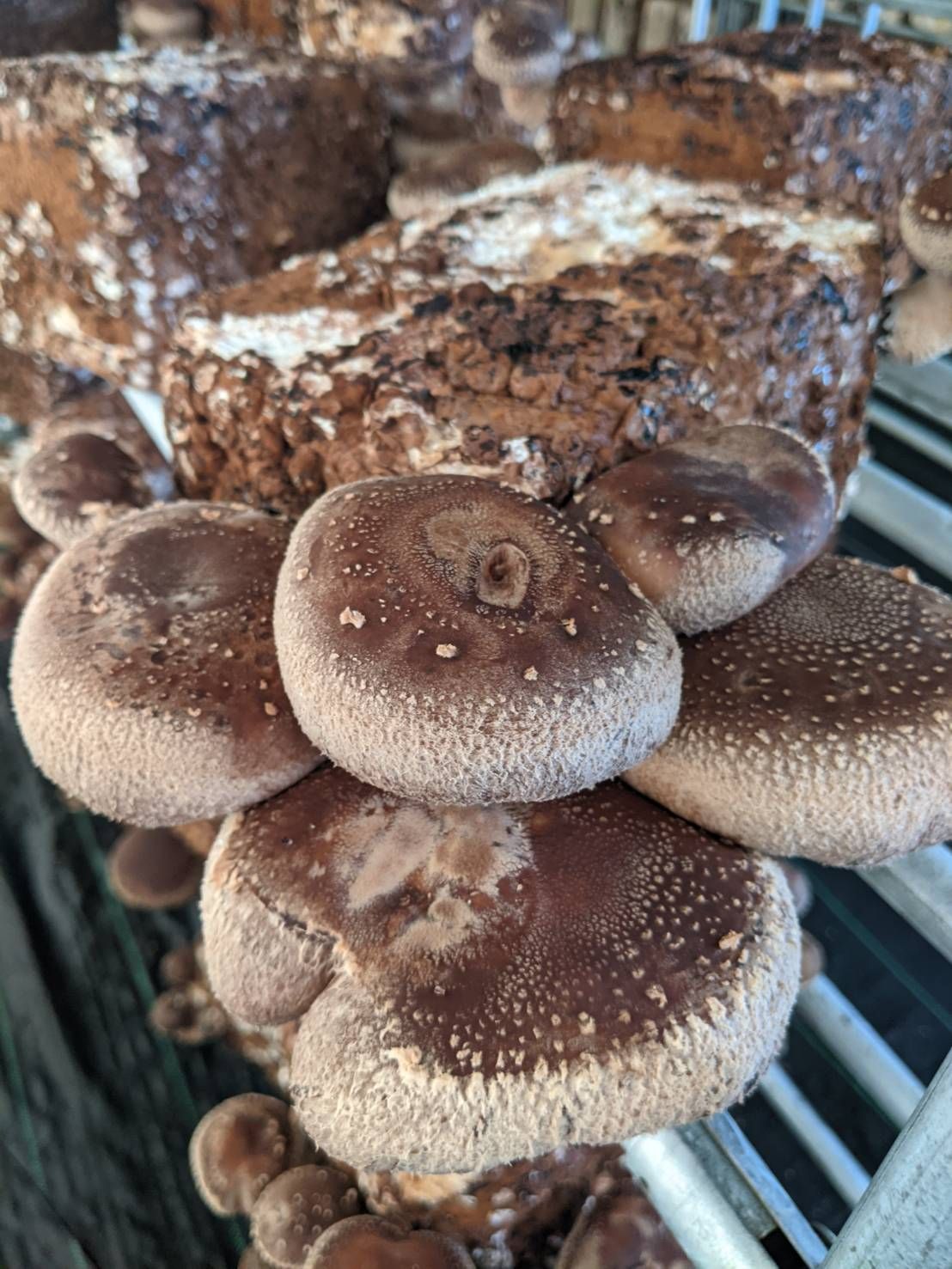 せんい生活 熊本県人吉市