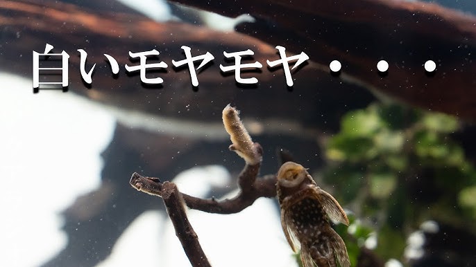 水草水槽の流木ら出る白いモヤモヤ 水カビ を消す方法〜発生の原因とその対処、解決策を解説します！How to remove white funguson driftwood in aquarium - YouTube
