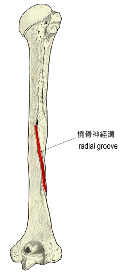 Visual Anatomy 視覚解剖学