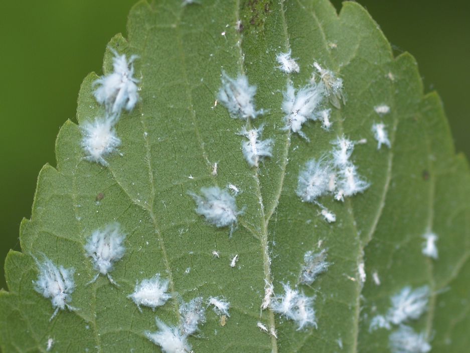 観葉植物や花に付くふわふわな白い虫の名前は？駆除方法もチェックBIOTONIQUEビオトニーク 観葉植物メディア