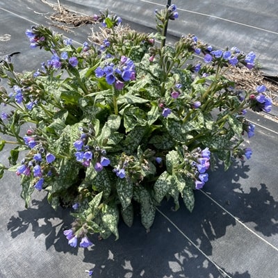 プルモナリア 新・花と緑の詳しい図鑑