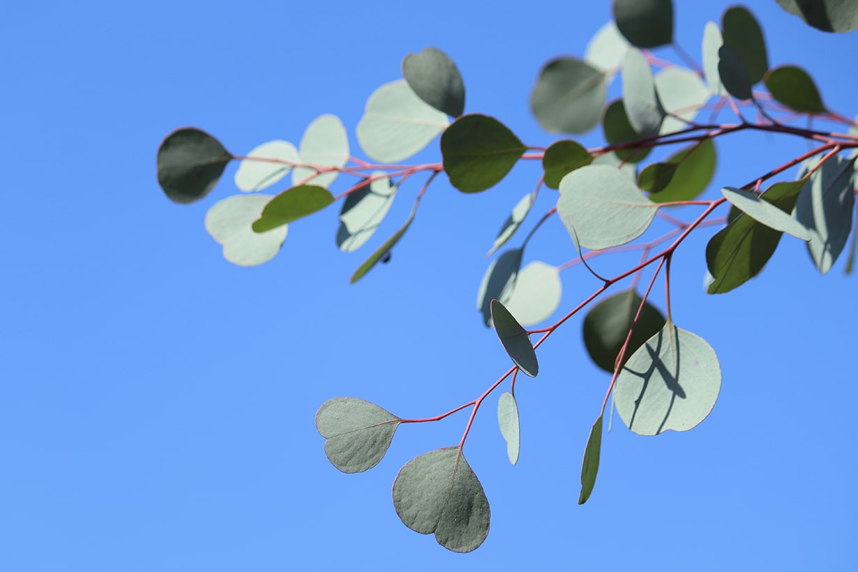 ユーカリの挿し木の増やし方水耕栽培できる？成功率の高い時期は？🍀GreenSnap グリーンスナップ