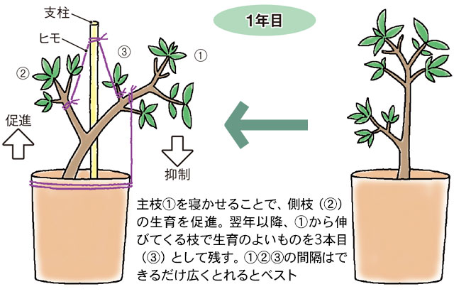 アボカドの種って栽培できるって知ってた？簡単なのでやってみた