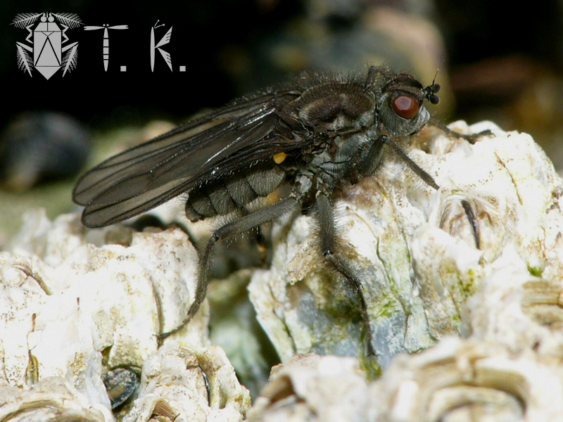 フジツボ寄生クリーニング シロクマTikTok