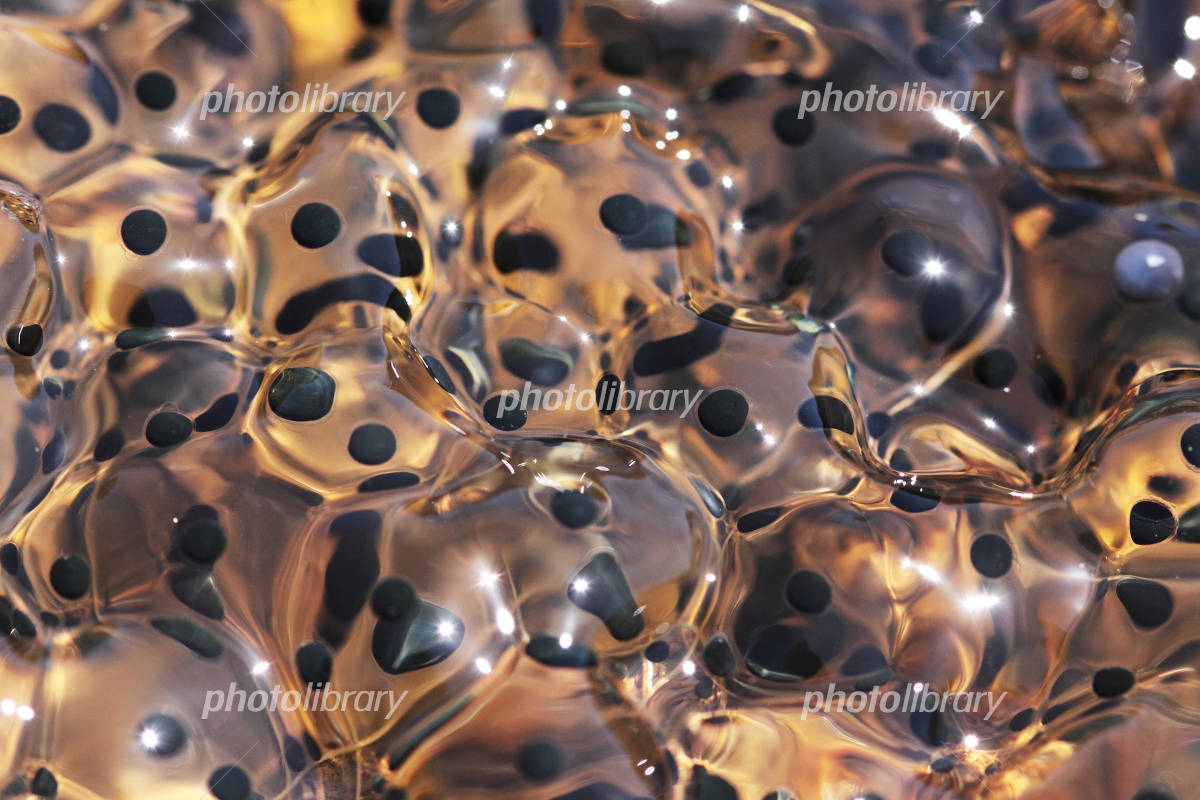 ヒキガエルの記録