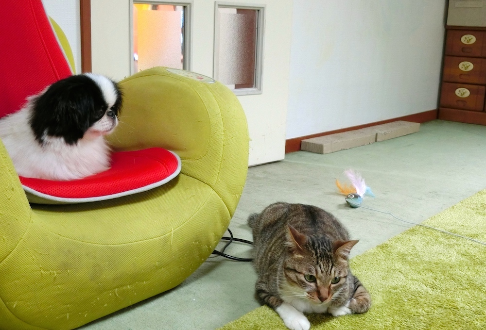 初めてのシステムトイレ🔰切り替えのコツ💡 これまで使っていた固まる砂タイプのトイレから、システムトイレに変えるとき、猫ちゃんが慣れてくれるか心配ですよね🥺少しでもスムーズに切り替えられるように、ポイントをご紹介します😸 トイレ選びや慣らし方のコツ