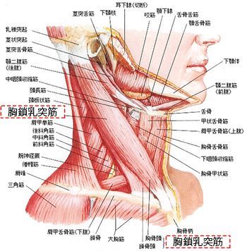 人間の首の筋肉と腺の側面図