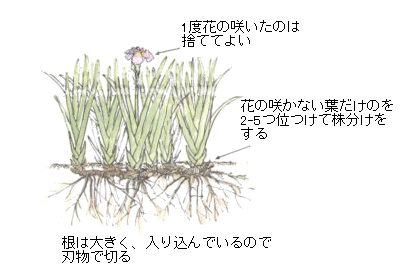 芍薬 芍薬の蕾のおしゃれなアレンジ・飾り方のインテリア実例RoomClip ルームクリップ