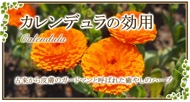 Calendula一心一草八ヶ岳産無農薬ハーブ