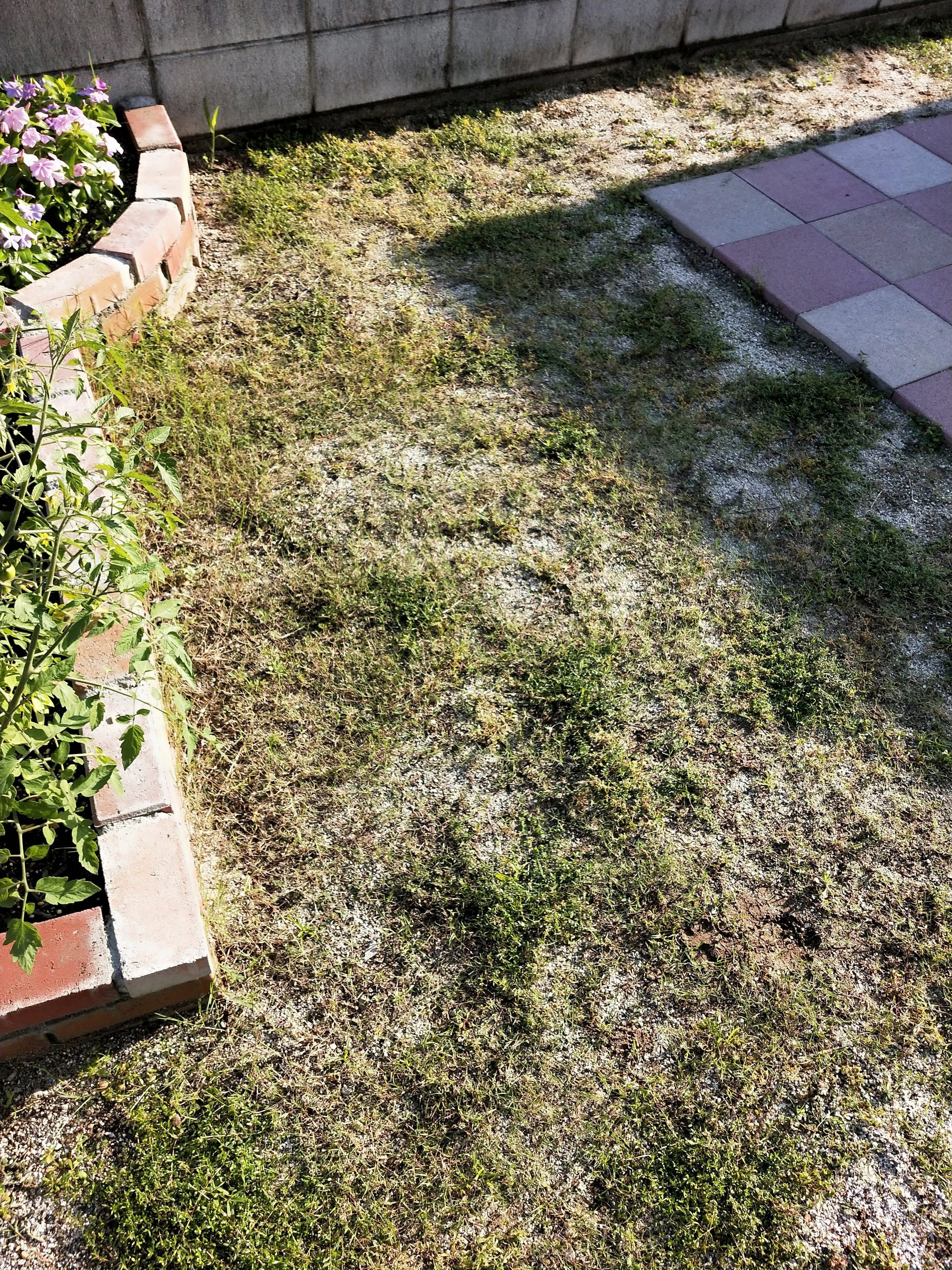 クリーピングタイムを植えてはいけない理由は繁殖力！増えすぎて後悔？Floracrafters