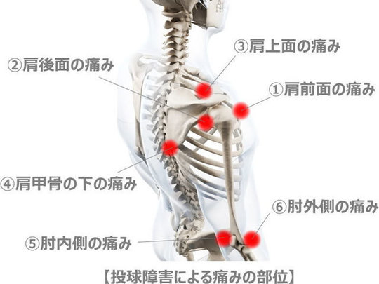 The structure of the shoulder jointbone and joint, ligaments and ten
