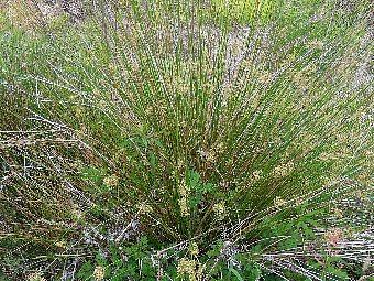 い草とは。い草は暮らしを健やかにしてくれる万能の素材！ - イケヒコのインテリアブログ