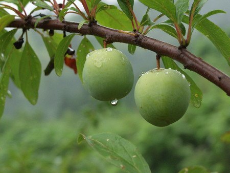 スモモ初めての収獲！完熟果を食べる！ 鉢植え栽培２２年６月
