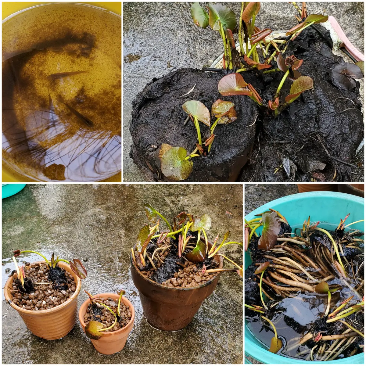 熱帯性睡蓮の 初 植え替え作業と狂喜乱舞 - メダカのいる風景