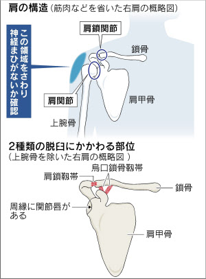 解剖学6肩甲骨について把握しとくべき？意外と重要かもナツヲカケル−兼業クリエイター雑記−