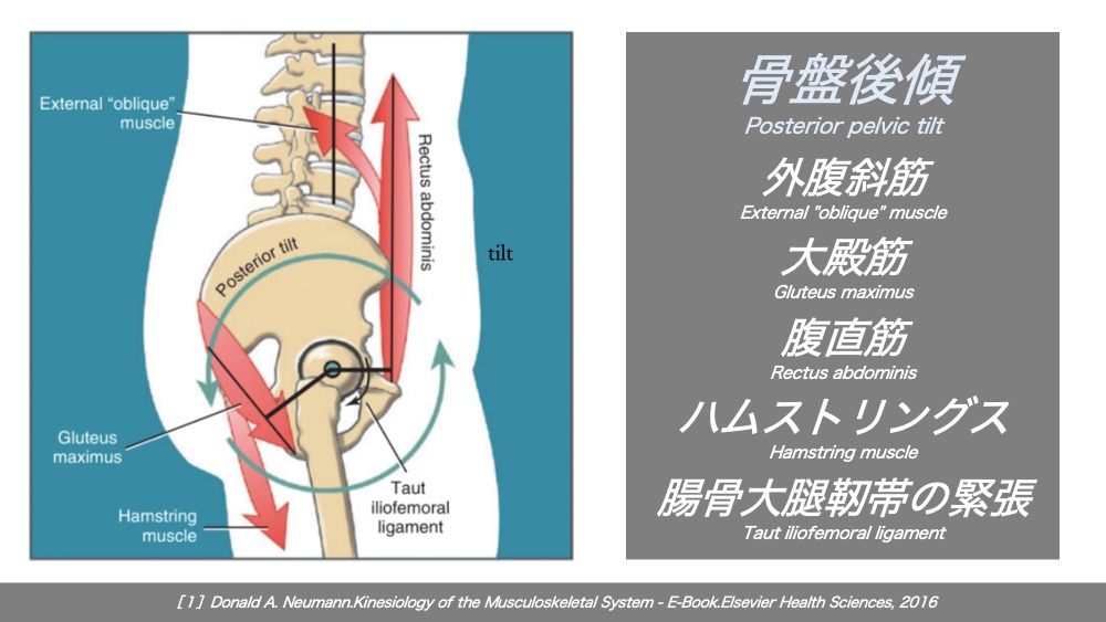 骨盤の動かし方を覚えてより効果的なストレッチができるようにしよう