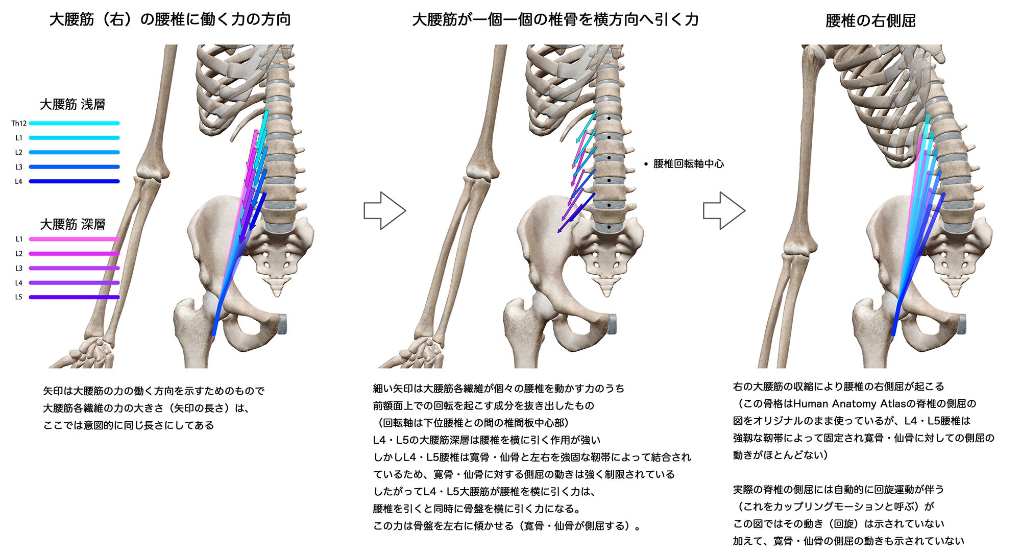 多裂筋の写真素材 - PIXTA