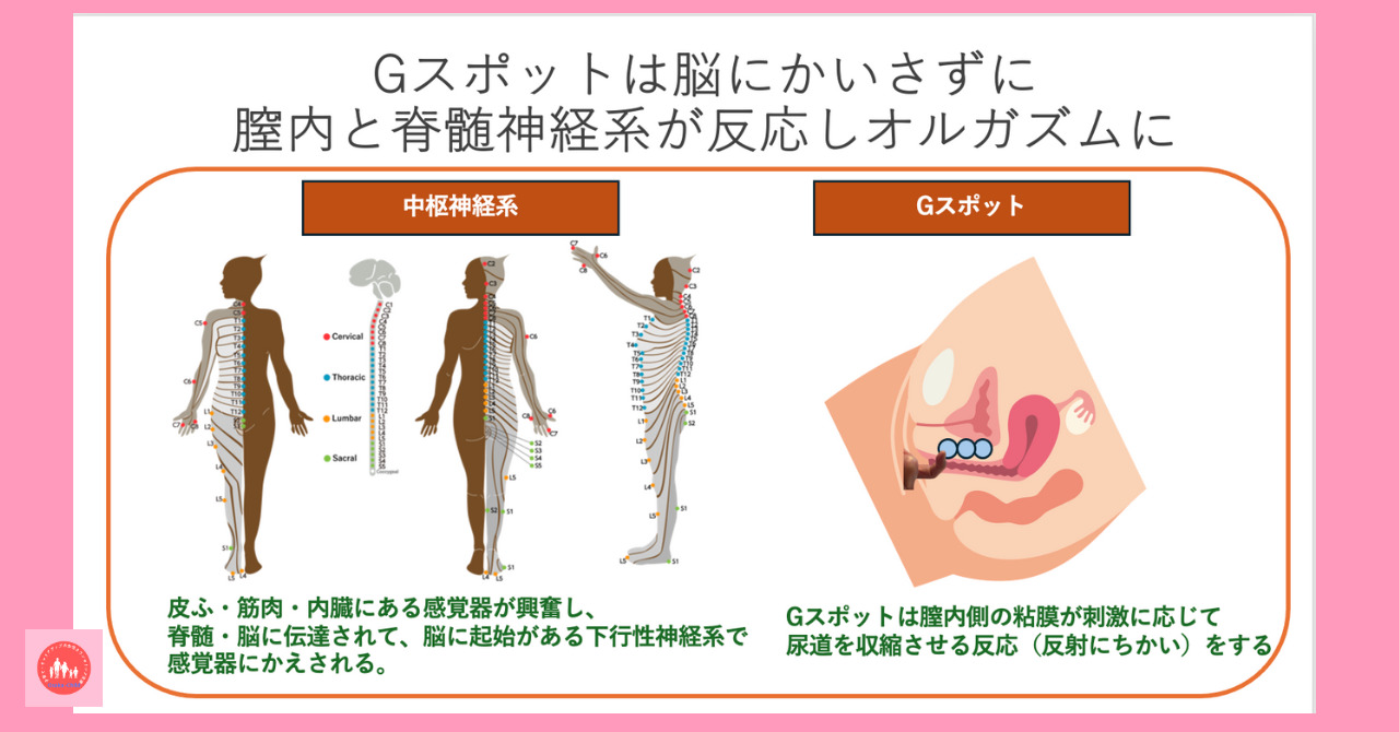 グラブル エロマンガ】膣内断面図でよく分かる！ブローディアのＧスポットをグリグリ！これで堕ちた！すでに快楽に堕ちたエウロペと一緒に乱交しましょうや！ 